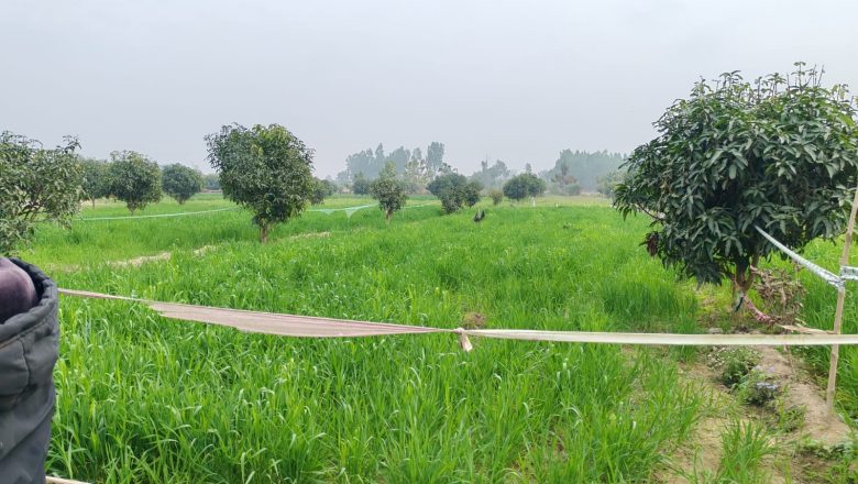 गेग्य्रान बगर बन्यो ‘सुन फल्ने’ जमिन