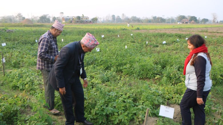 व्यावसायिक आलु उत्पादन गर्न आलुका जातको अनुसन्धान गरिँदै