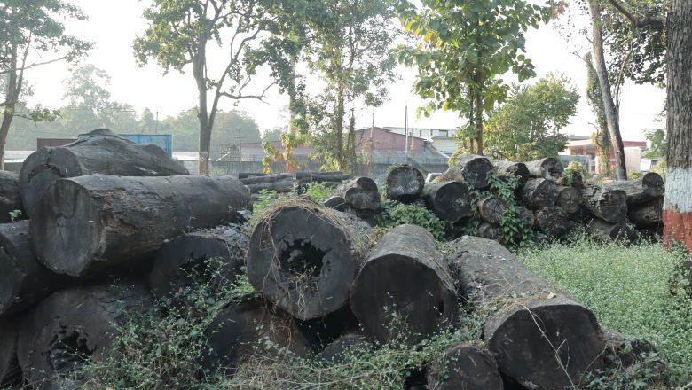 सात करोडको काठ वन कार्यालयमै कुहिँदै