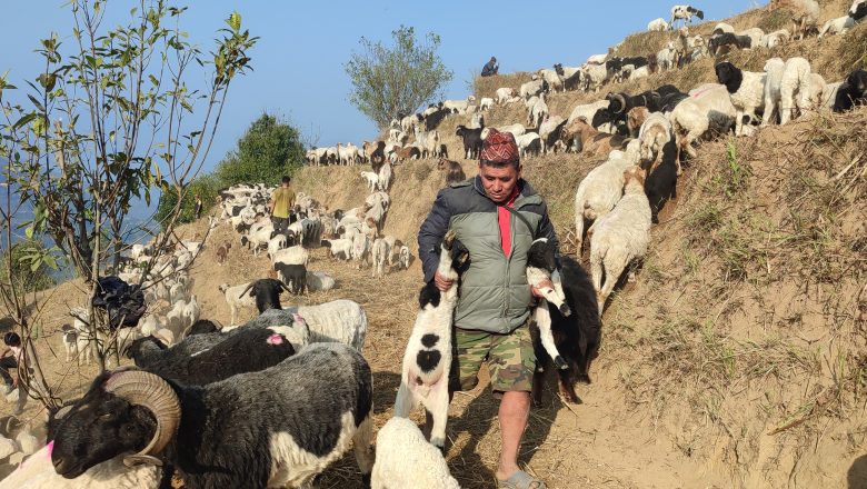 चौबिस वर्षदेखि वनपाखामा भेँडाबाख्रासँग रमाउँदै गुरुङ