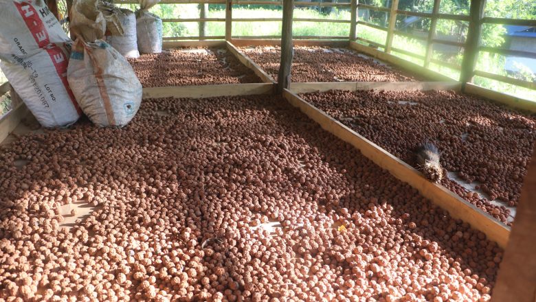 भोजपुरका किसानको आम्दानीको स्रोत बन्दै रुद्राक्ष