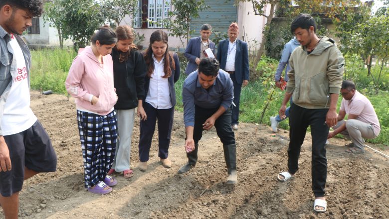 ‘बेबी कर्न’ को जातिय परीक्षण सुरु