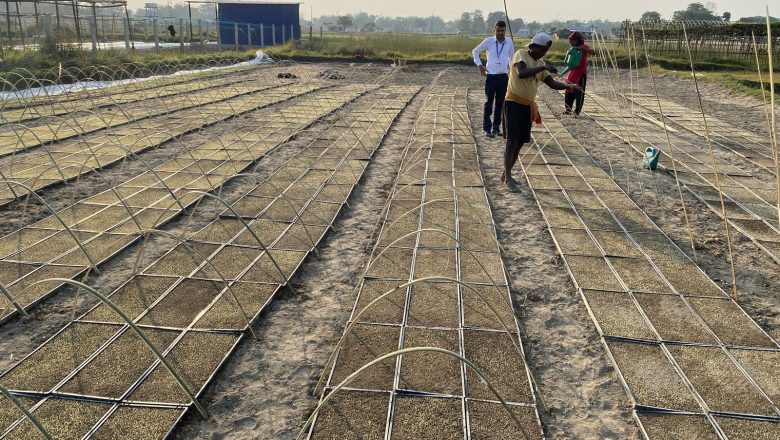 झापामा प्रविधिको प्रयोग गरेर चैते धान रोपिँदै