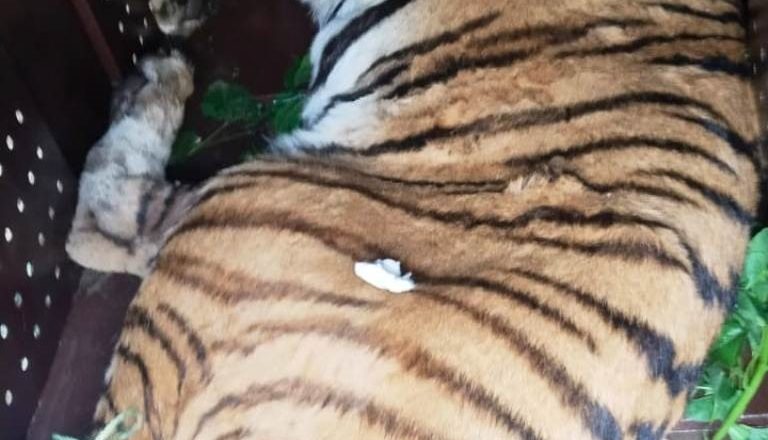 गाउँ पसेको पाटेबाघ नियन्त्रणमा