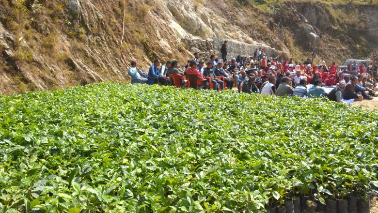 मकै छोडेर कफीखेतीमा महाभारतका किसान