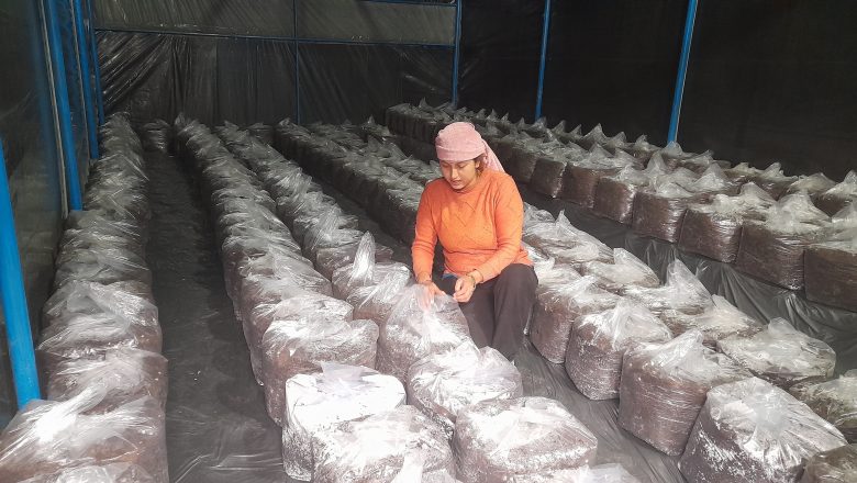 लोभलाग्दो च्याउखेती