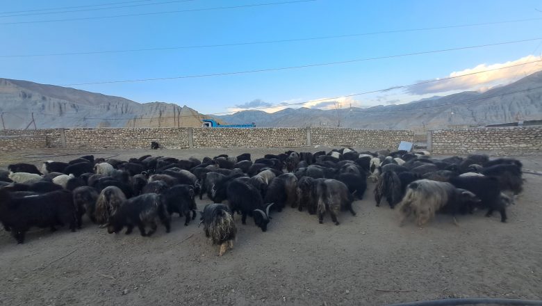 च्याङ्ग्राको नश्ल सुधारम तथा अनुसन्धानस्थल बन्दै मुस्ताङको च्याङ्ग्रा फार्म
