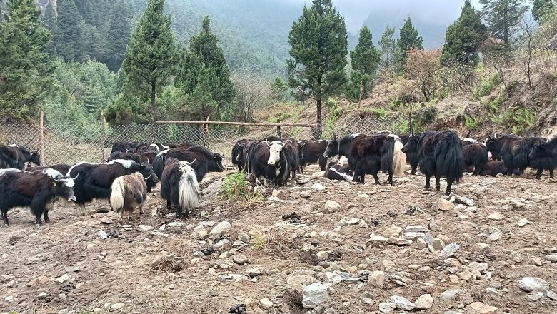 मुस्ताङ घट्टेखोलामा चौँरी मेला