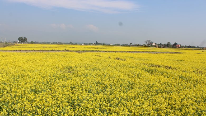 तीन हजार ३४ मेट्रिक टन तोरी उत्पादन
