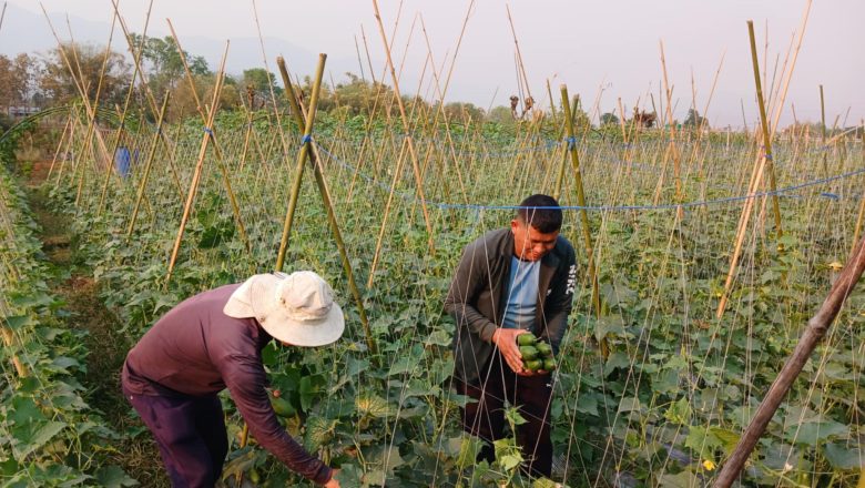 तरकारीखेतीबाट वार्षिक २० लाख आम्दानी गर्दै थापा दाजुभाइ