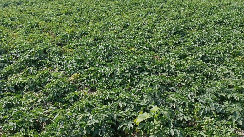 आलुखेतीबाट तीन महिनामा आठ लाख आम्दानी