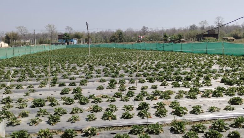 बाँकेमा किसान स्ट्रबेरीखेतीतर्फ आकर्षित