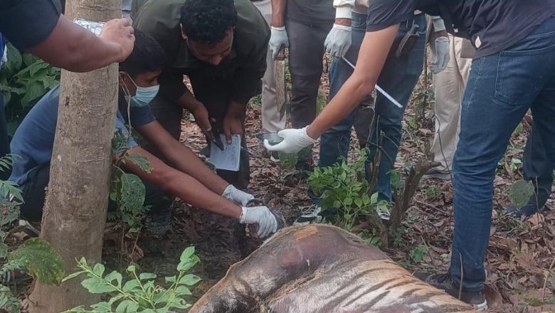 जनशक्ति सामुदायिक वनमा पाटेबाघ मृत फेला