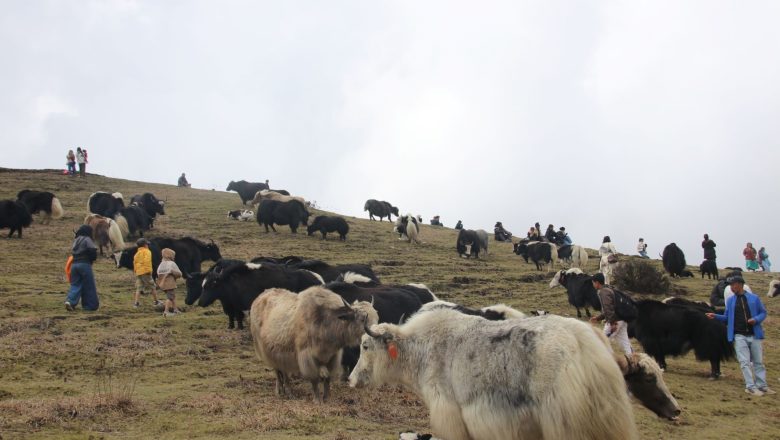 थरीथरीका चौँरी हेर्दै रमाए पर्यटक