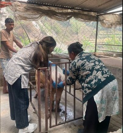 म्याग्दीमा बङ्गुरको नश्ल सुधारका लागि कृत्रिम गर्भाधान सुरु