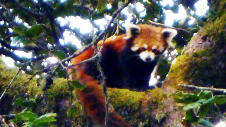 ढोरपाटन सिकार आरक्षमा रेडपाण्डा संरक्षणमा चुनौती