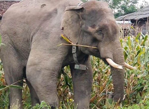 रोकिएन हात्तीको विध्वंश