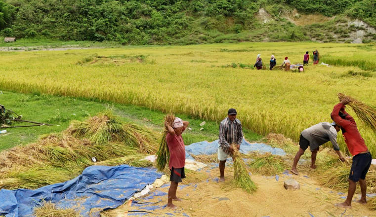 किसानलाई चैते धान थन्क्याउने चटारो