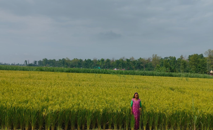 धानखेतीको तालिका बदलिँदैः अब जेठमै पाक्छ धान