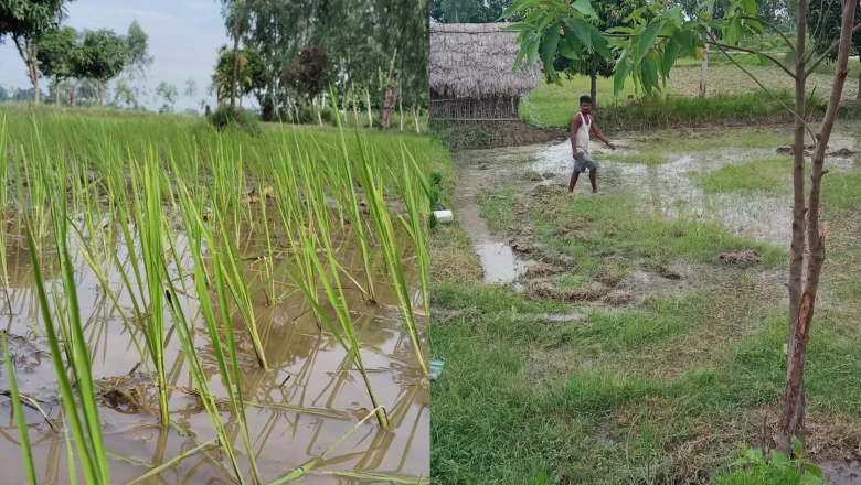 असारमै पानी नपरेपछि मधेश प्रदेश सुक्खाग्रस्त घोषणा, राहतका लागि संघ सरकारलाई आग्रह गर्ने